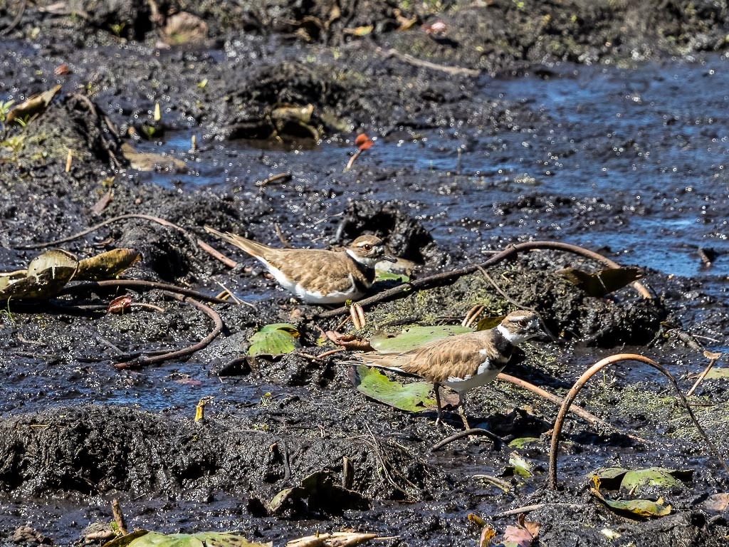 Killdeer - ML495612551