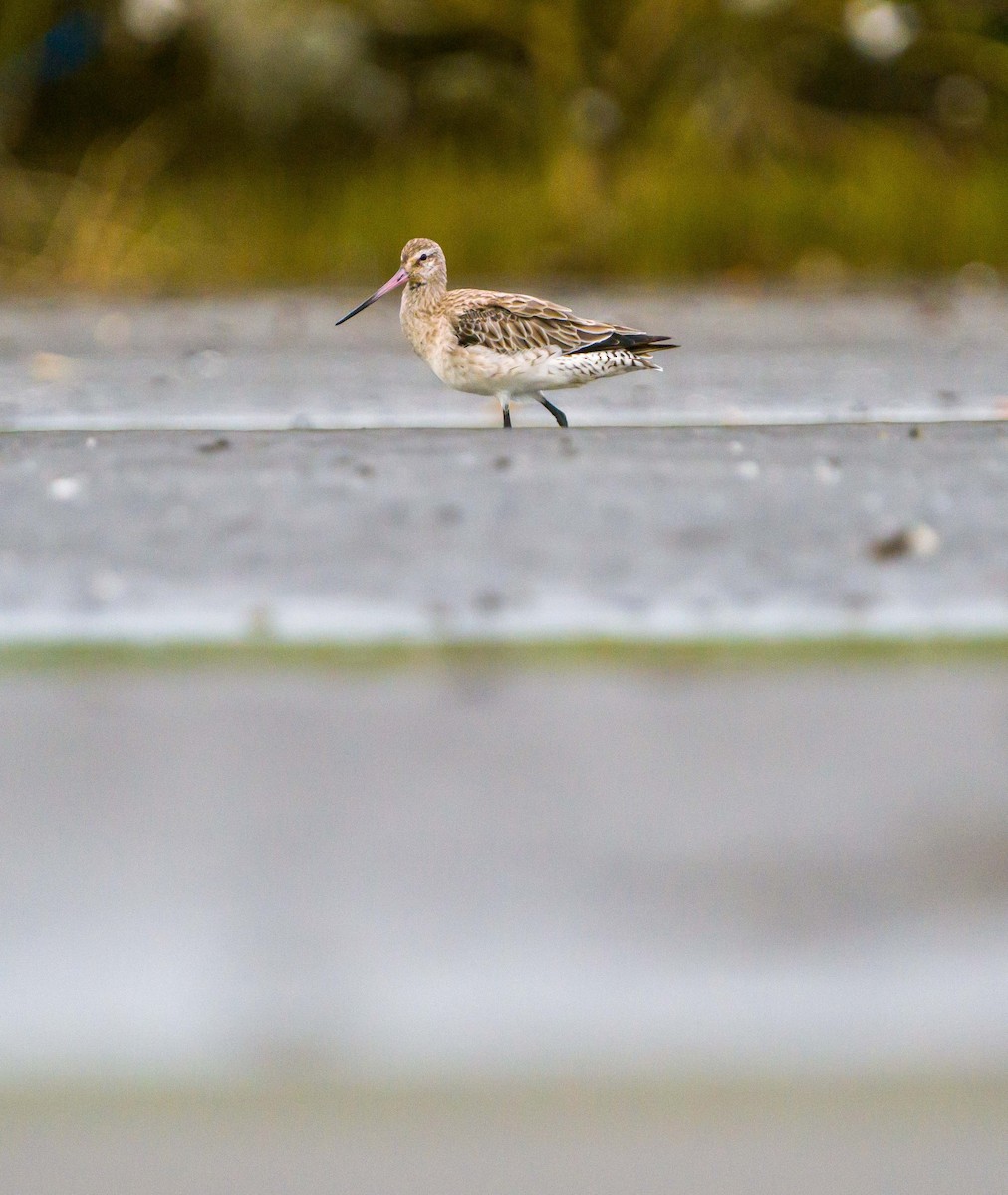 Bar-tailed Godwit - Myron Ray Sy Evasco