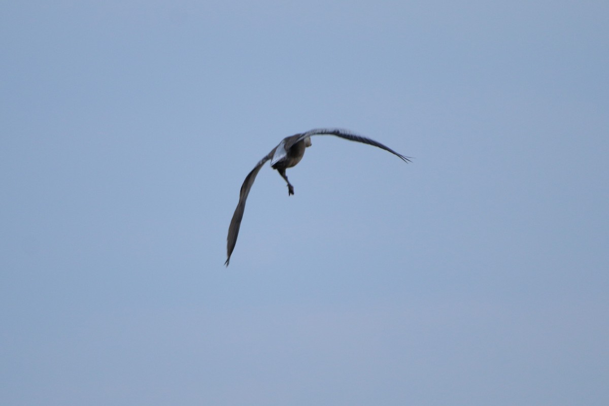 Snow Goose - ML49561291