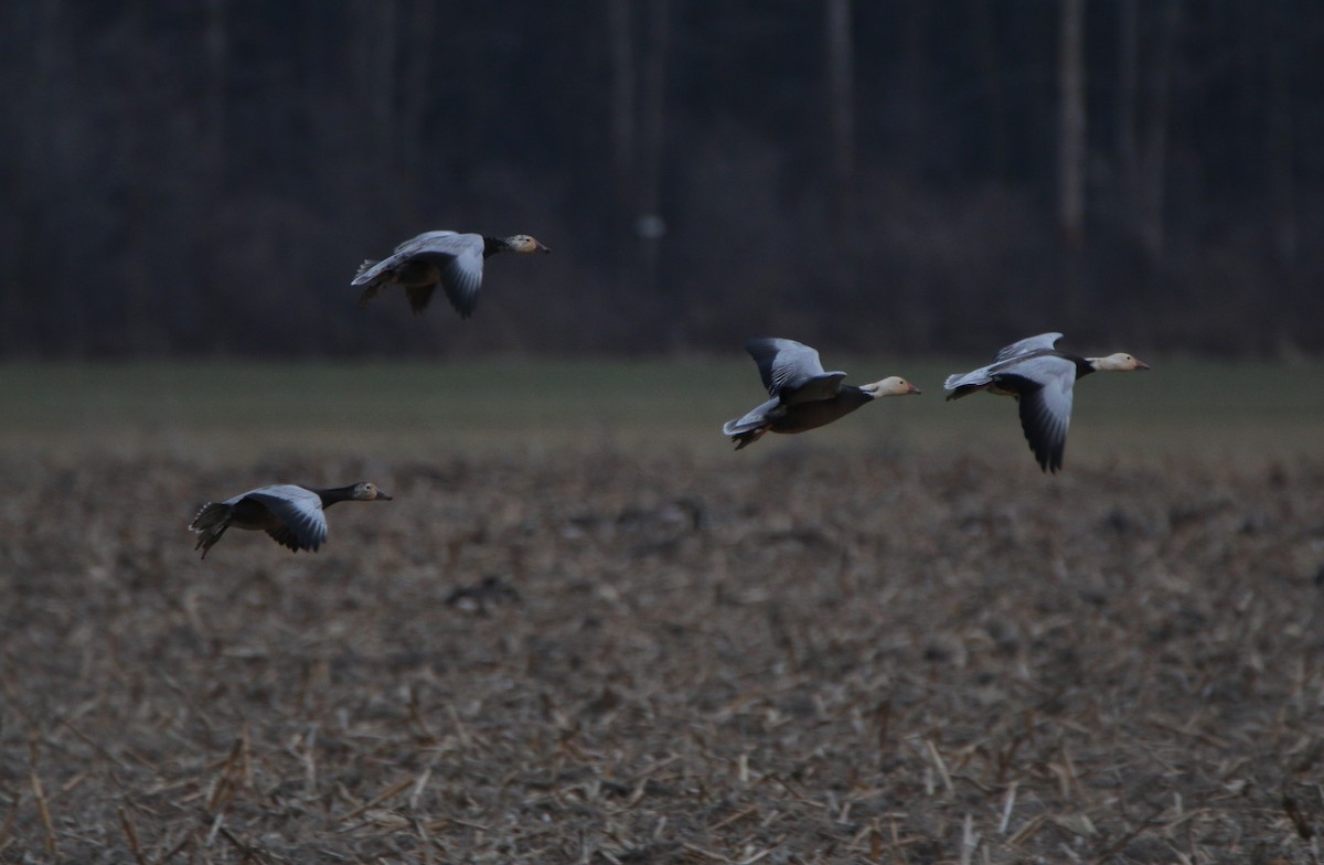 Snow Goose - ML49561341