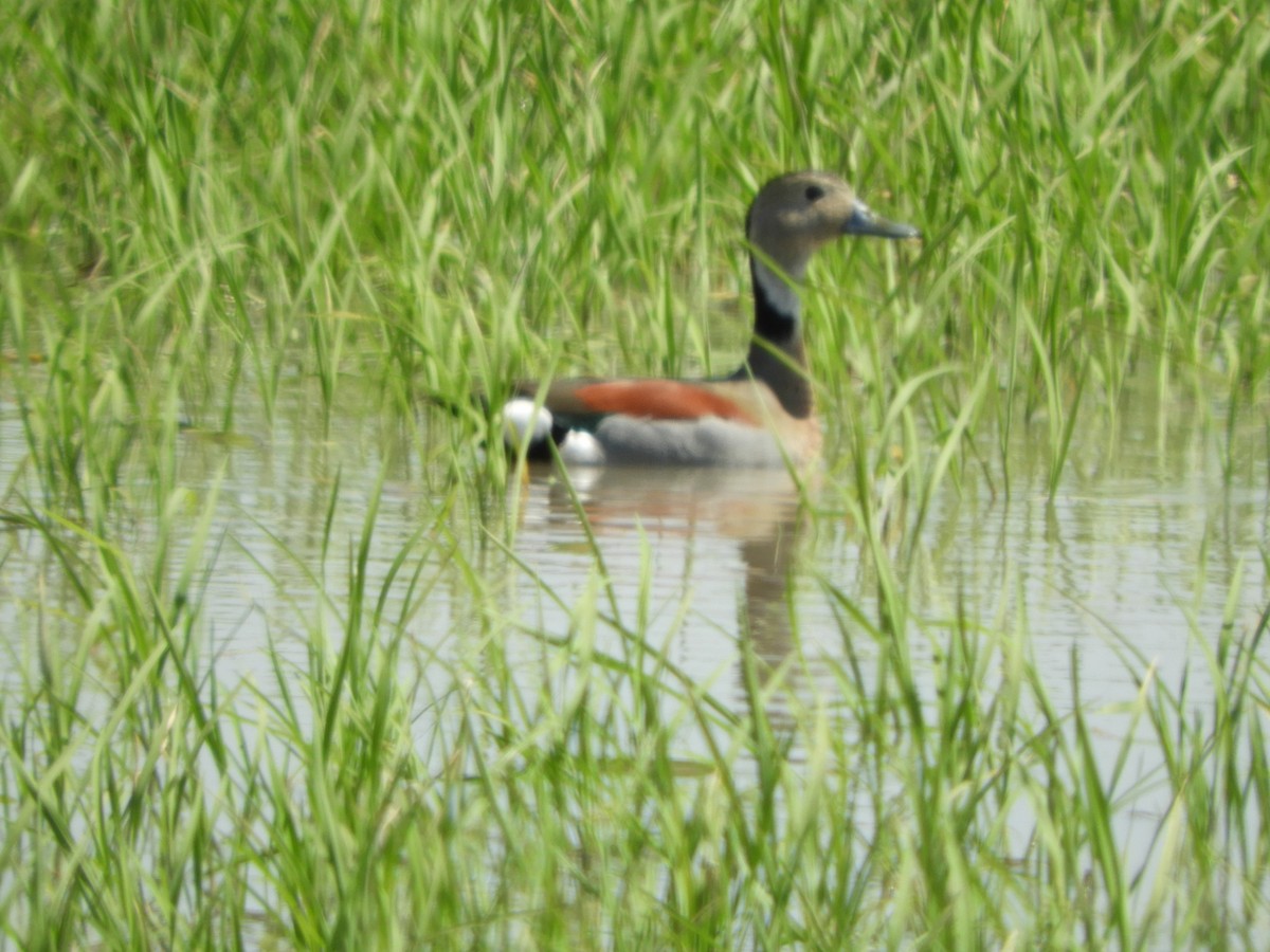 Ringed Teal - Silvia Enggist