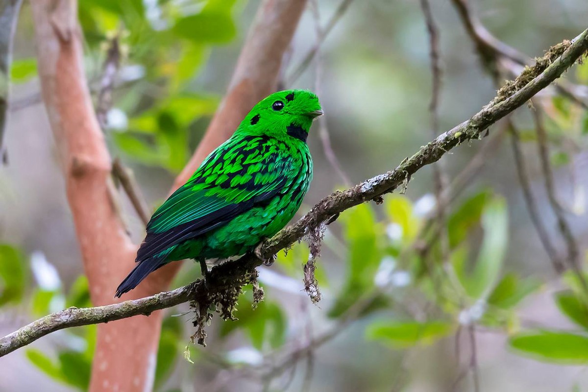 Whitehead's Broadbill - ML49561501