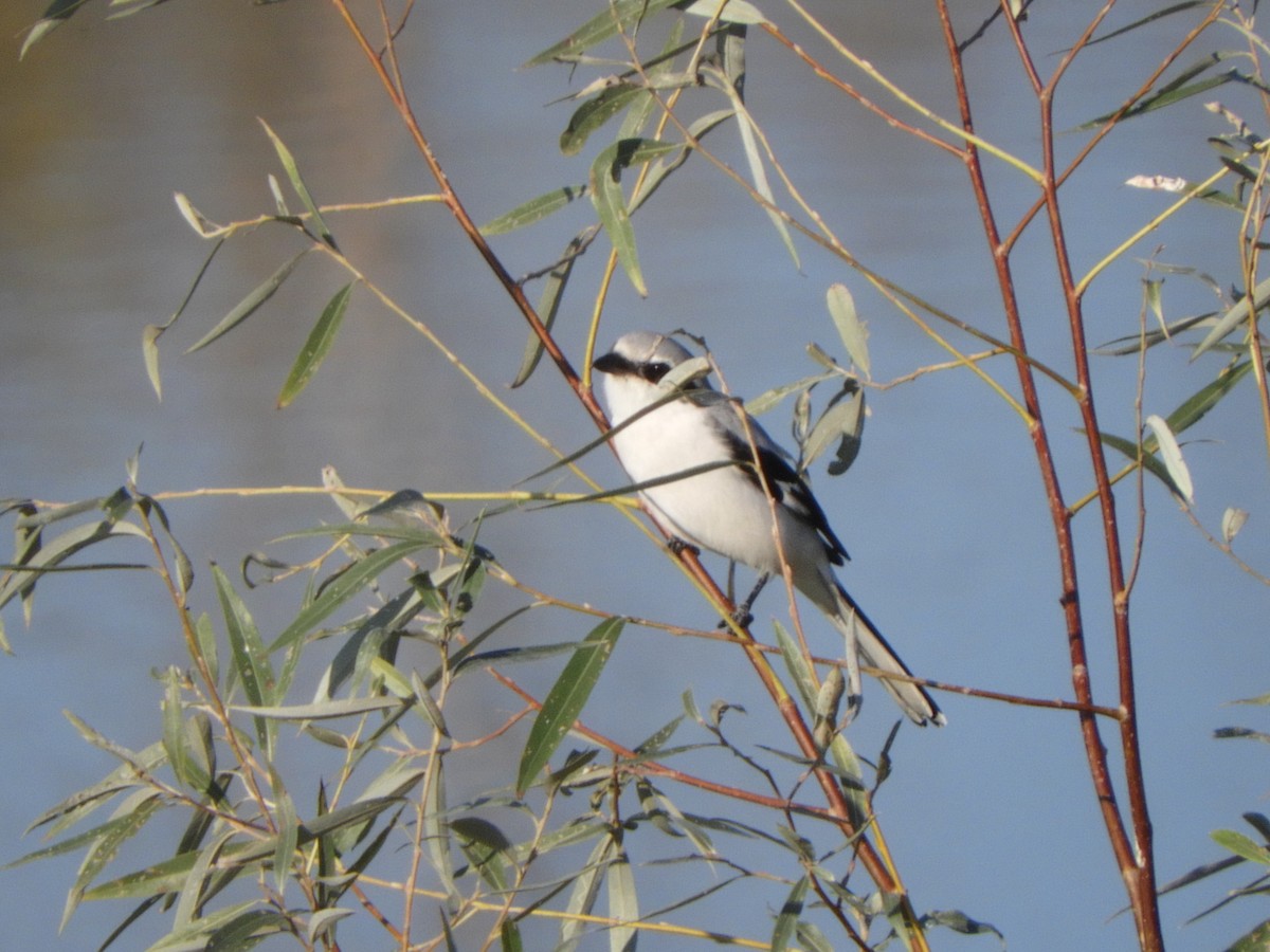 Great Gray Shrike - ML495615221