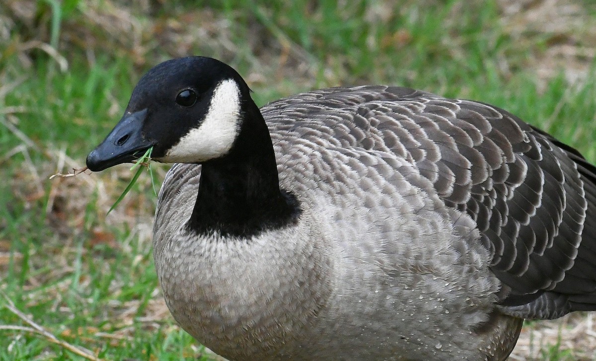 Cackling Goose (Aleutian) - ML495616151