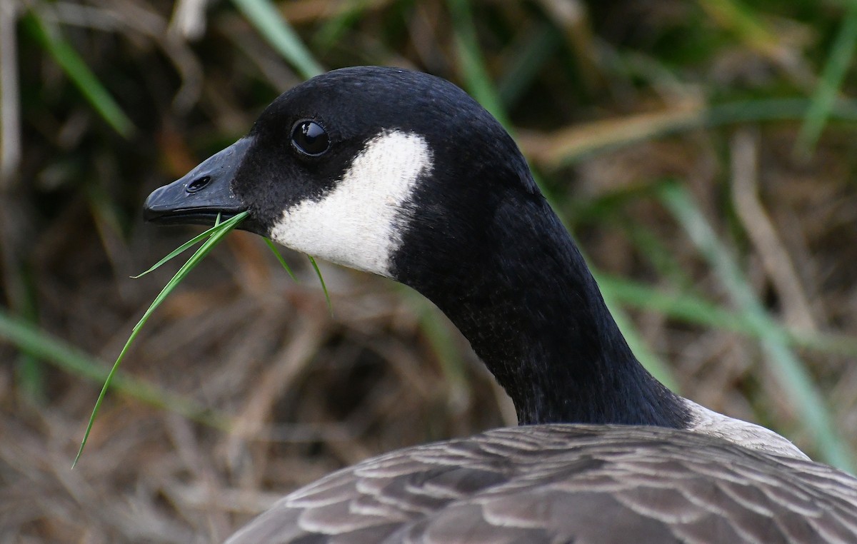 Cackling Goose (Aleutian) - ML495616181