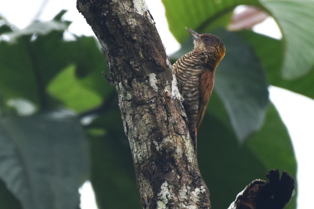 Red-rumped Woodpecker - ML495616481