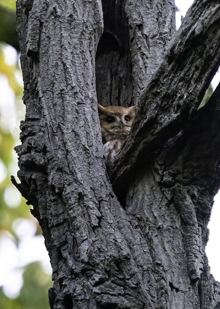 Eastern Screech-Owl - ML495617161