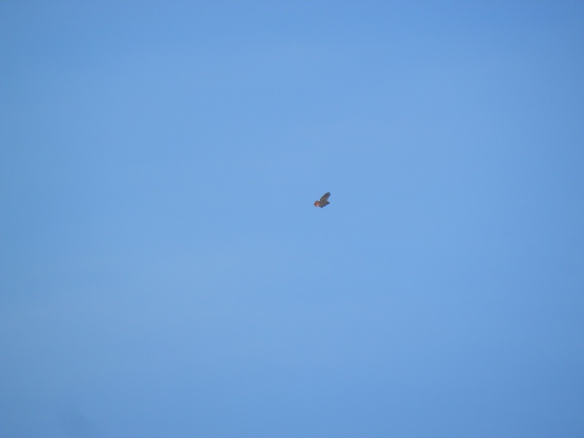 Red-tailed Hawk (calurus/alascensis) - Austin Lambert