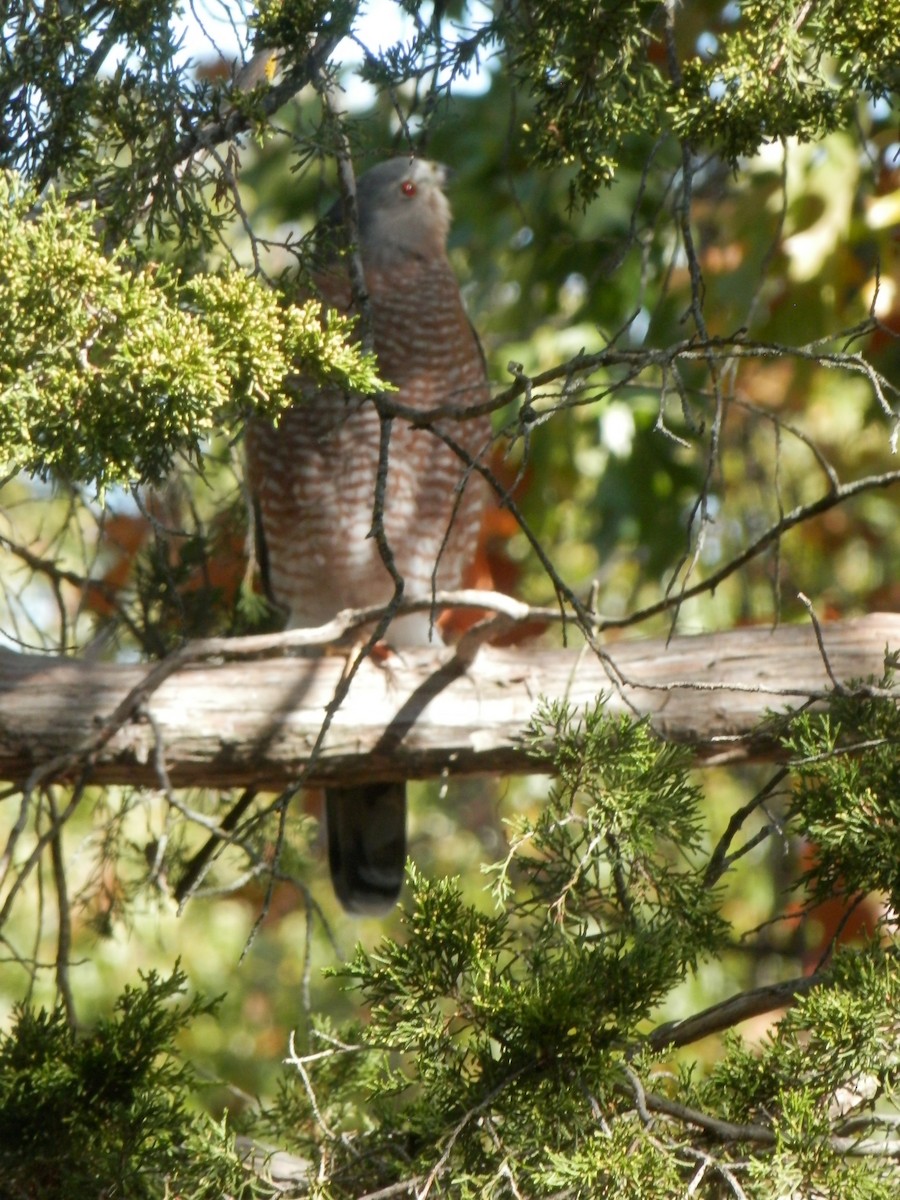 Cooper's Hawk - Austin Lambert