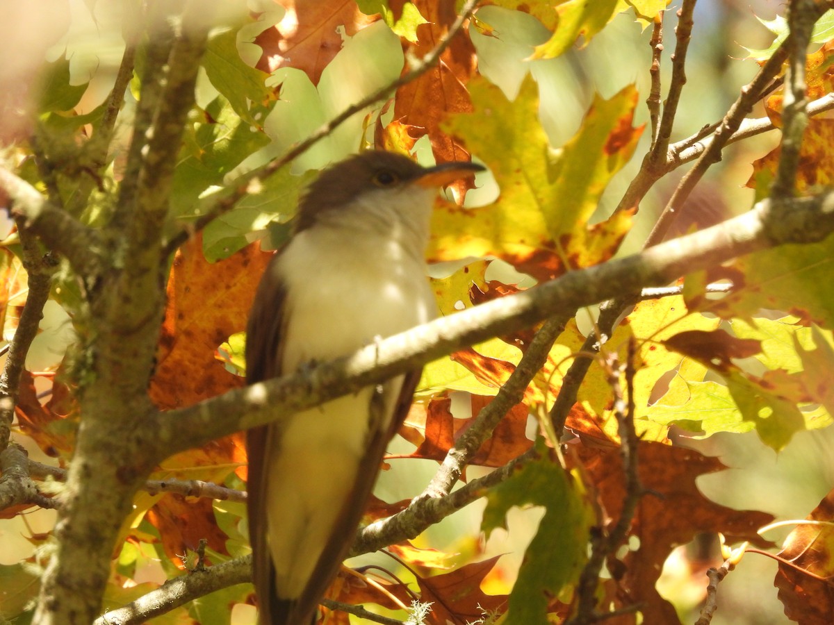 Yellow-billed Cuckoo - ML495618021