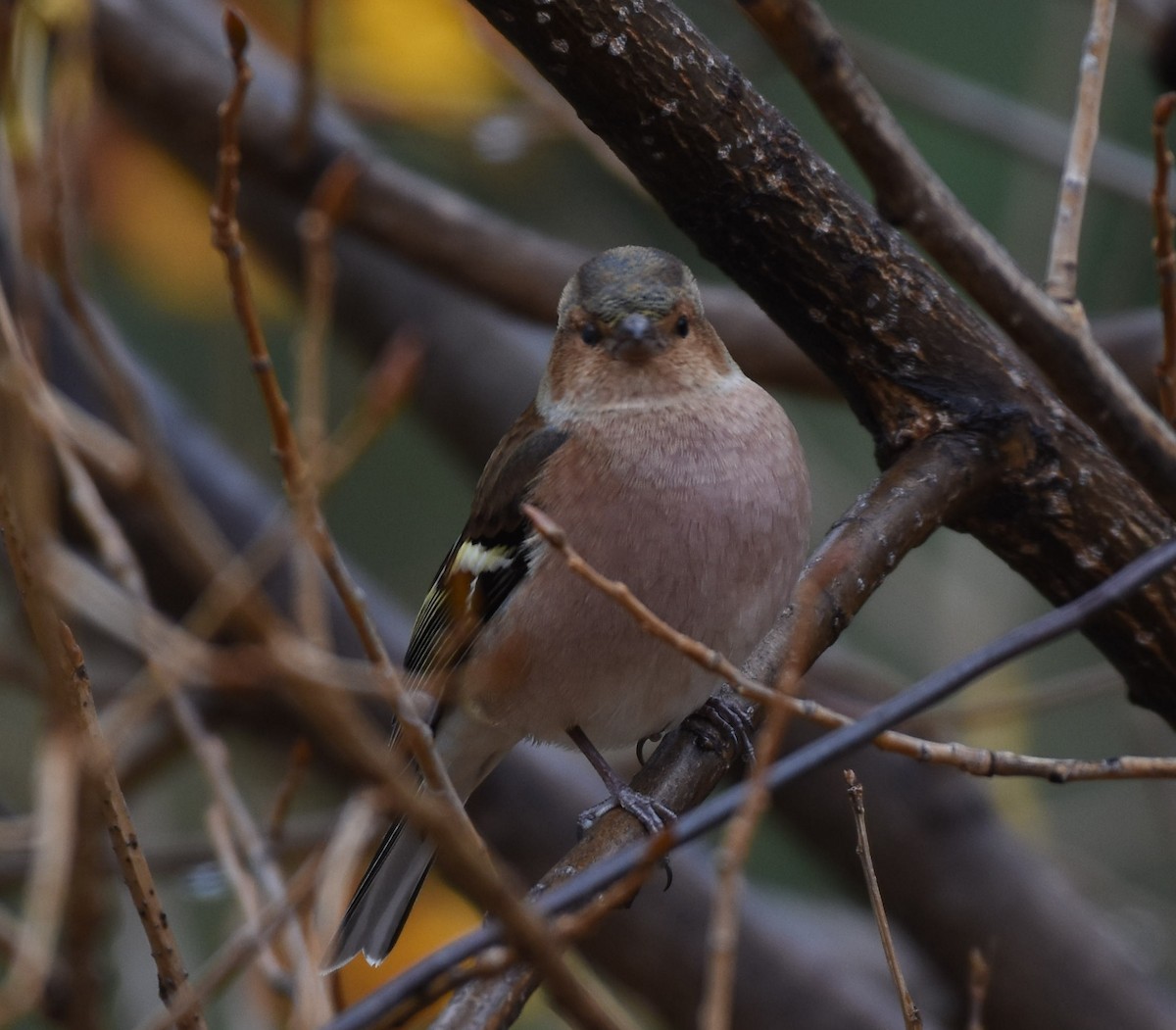 Common Chaffinch - ML495618611