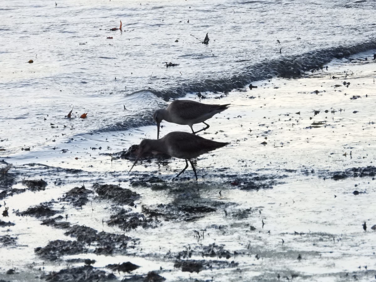 Hudsonian Godwit - Jean W. Côté