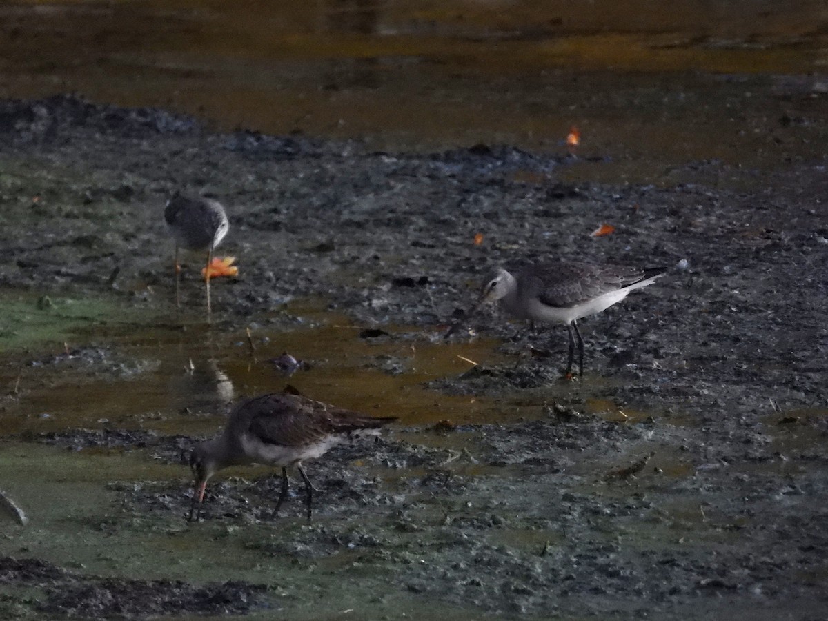 Hudsonian Godwit - Jean W. Côté