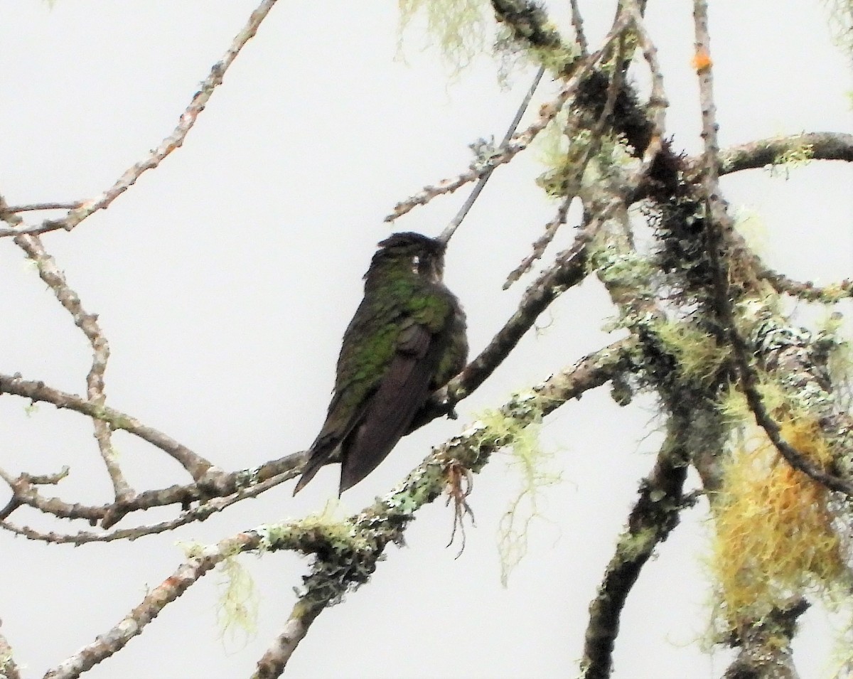 Sword-billed Hummingbird - ML495618781