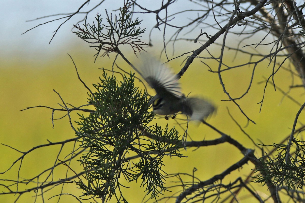 Golden-crowned Kinglet - ML495618961