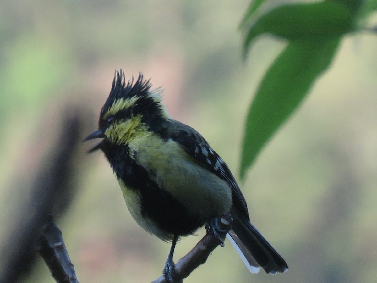 Himalayan Black-lored Tit - ML495619081