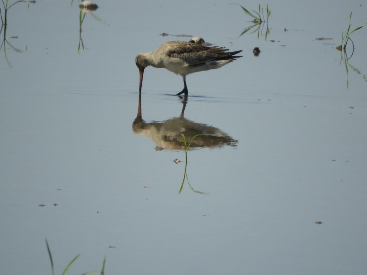 Hudsonian Godwit - ML495619381