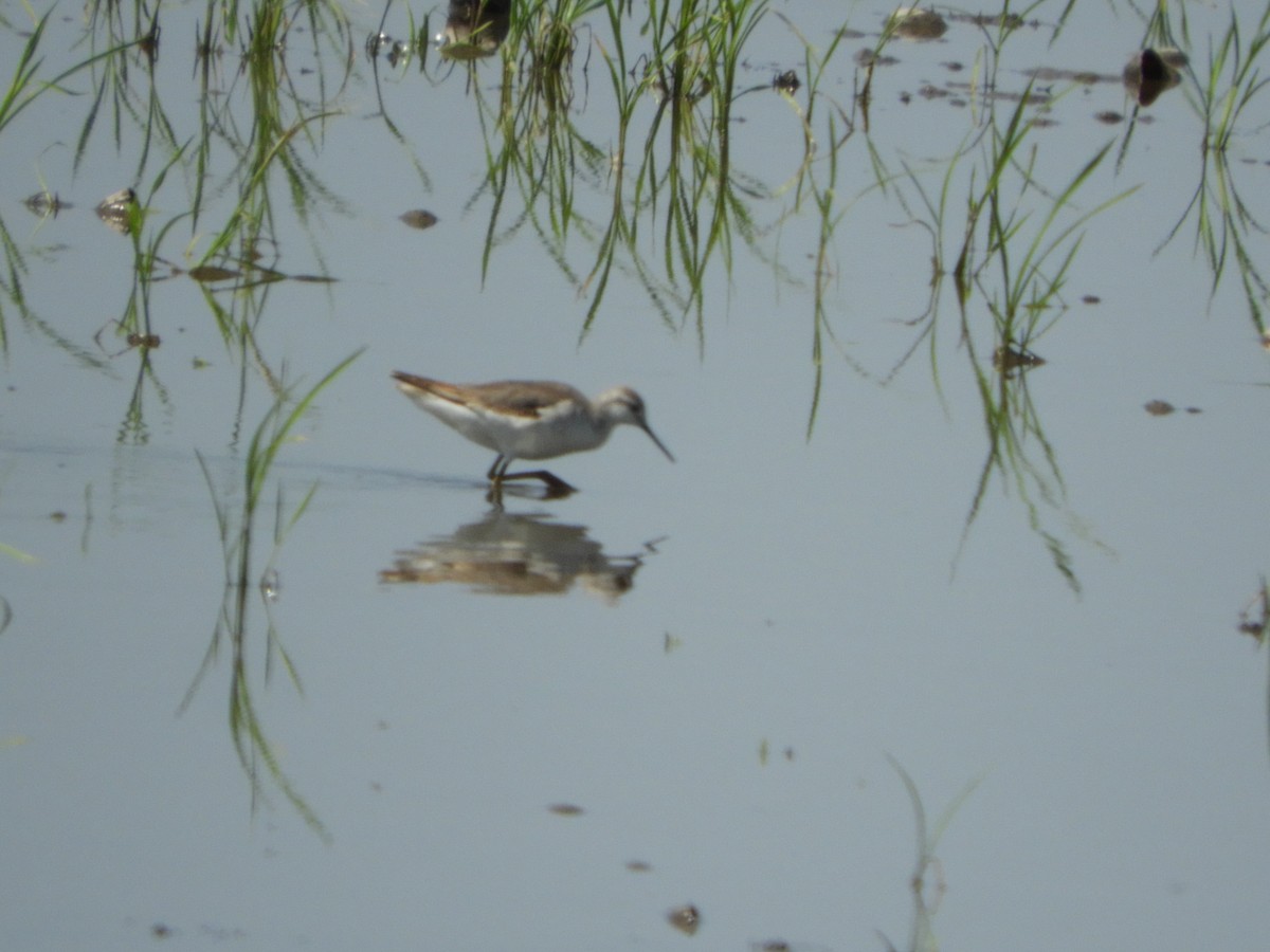 hvithalesvømmesnipe - ML495619841