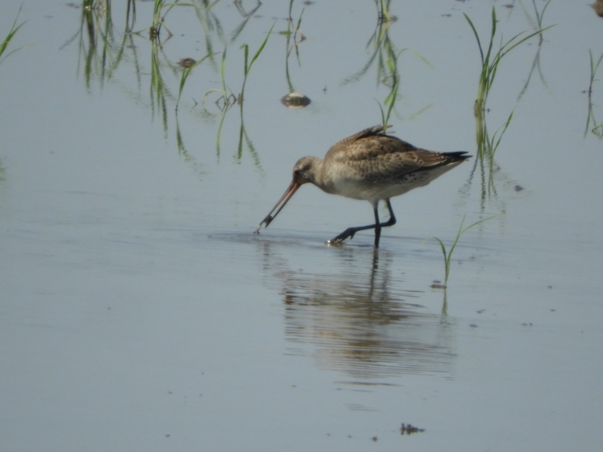 Hudsonian Godwit - ML495620001