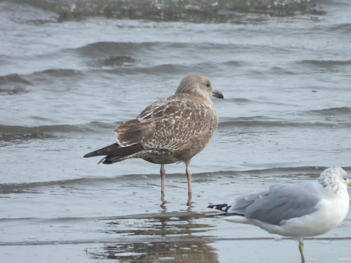 Gaviota Argéntea - ML495620741