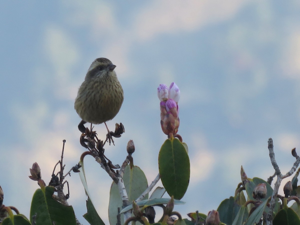 Pink-browed Rosefinch - ML495621831