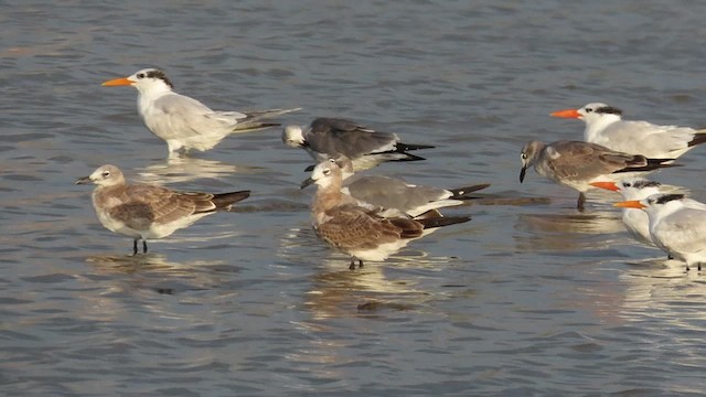 Sandwich Tern - ML495622061