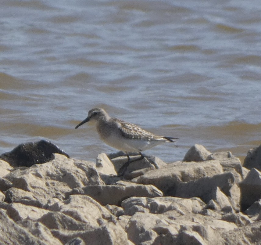 Weißbürzel-Strandläufer - ML495622411