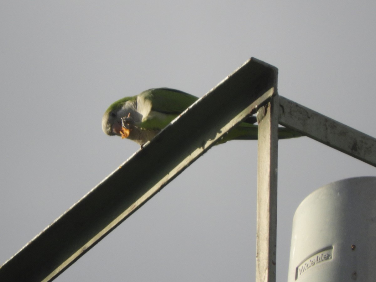 Monk Parakeet (Monk) - ML495622861