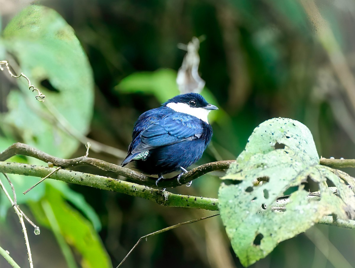 White-ruffed Manakin - Daniel Ferriz