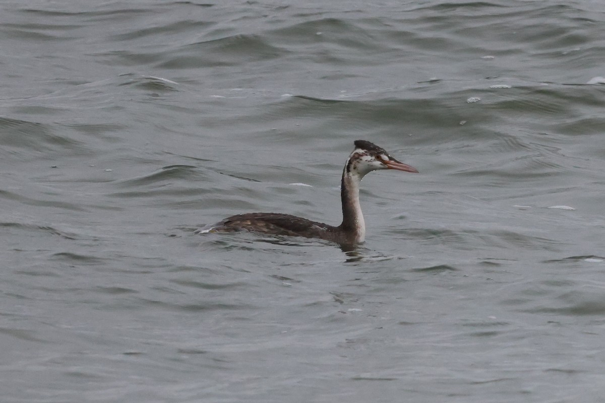 Great Crested Grebe - ML495624091