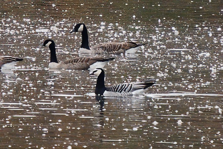 Barnacle Goose - Pierre Pesant