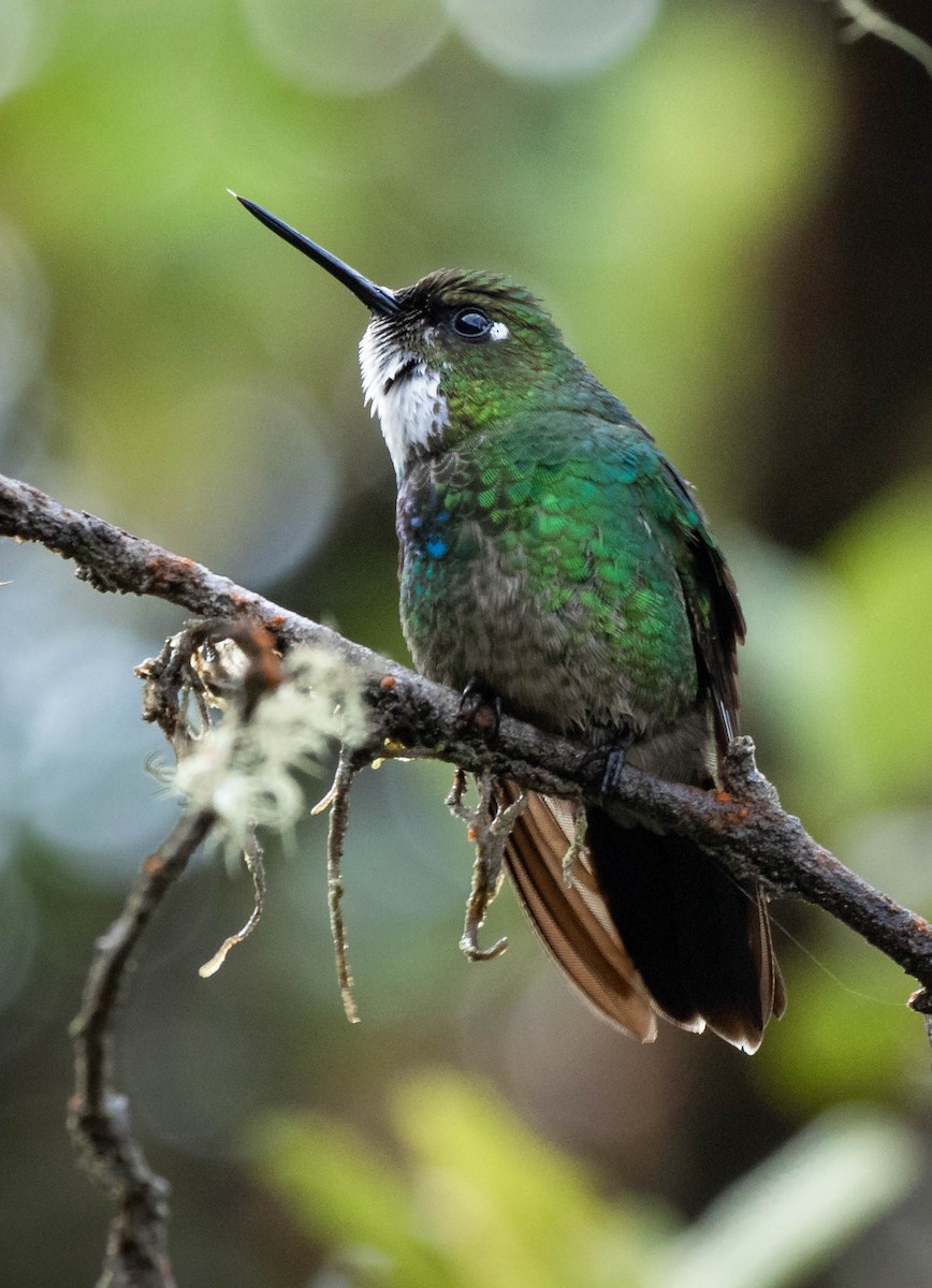 kolibřík turmalinový - ML495625051