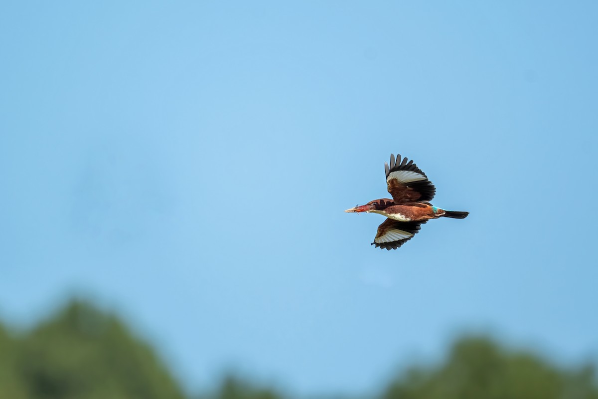 White-throated Kingfisher - ML495626091