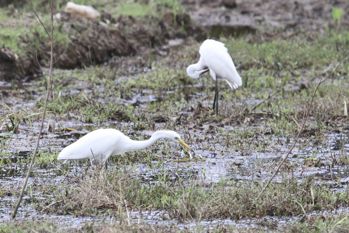 Medium Egret - ML49562651