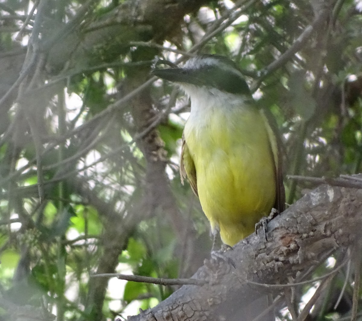 Great Kiskadee - ML49562721