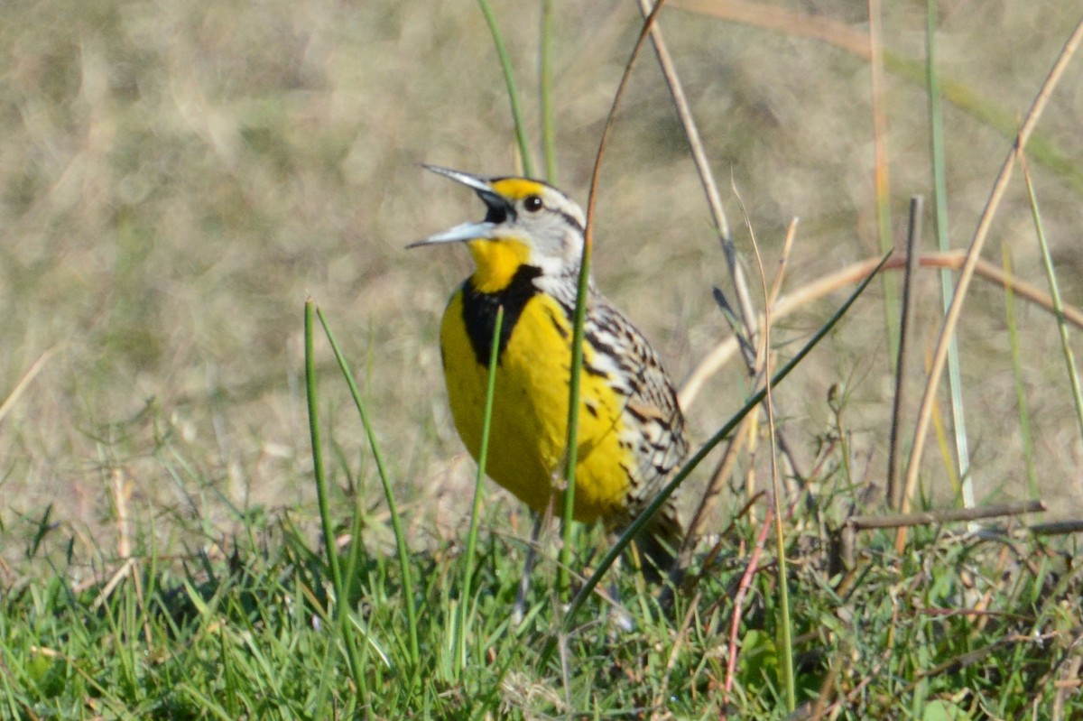 Eastern Meadowlark - ML49562821