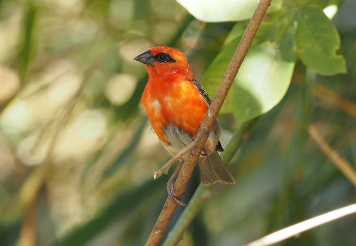 Red Fody - ML495628481