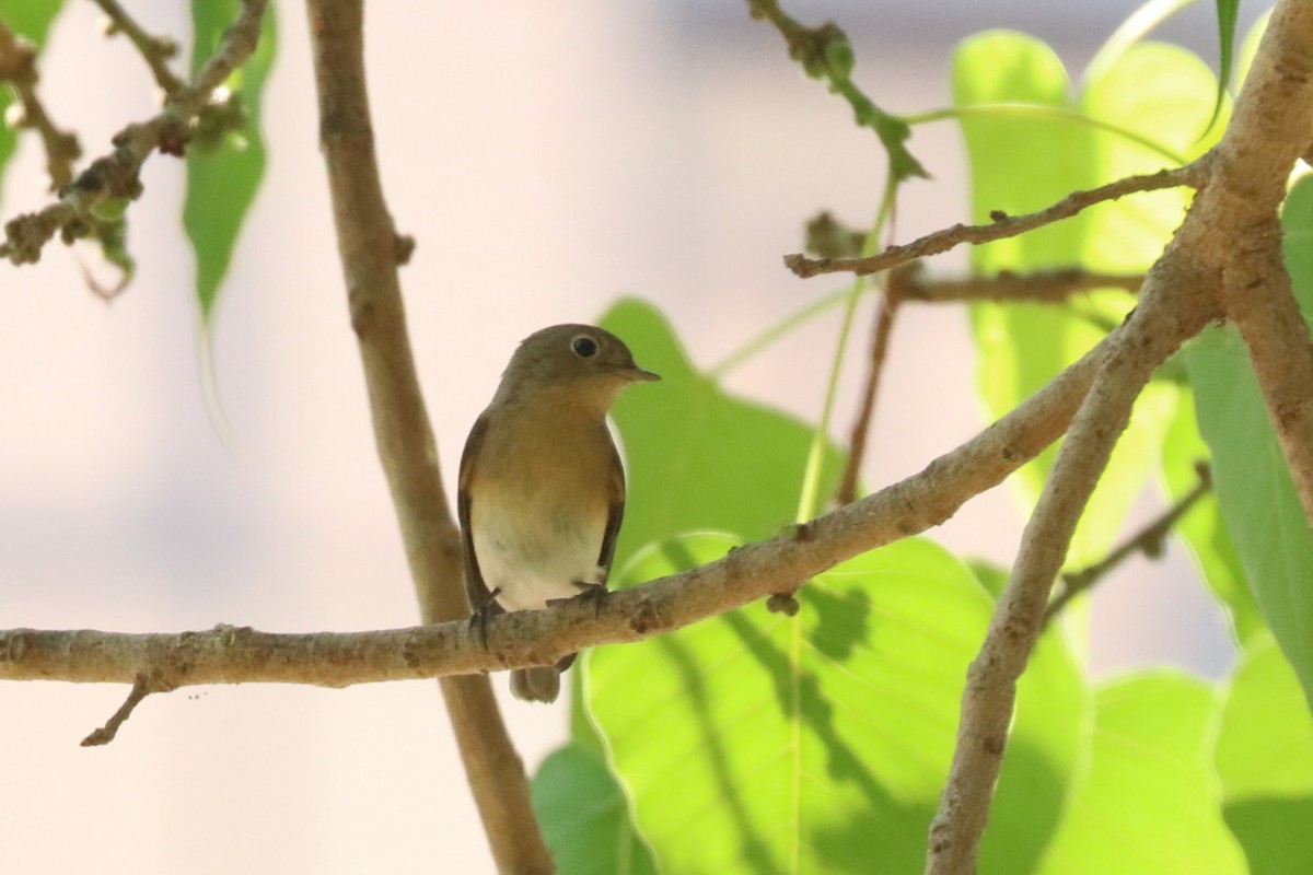 Red-breasted Flycatcher - ML495628501