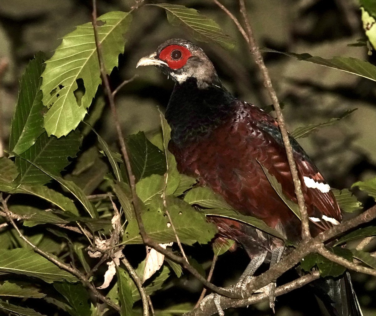 Mrs. Hume's Pheasant - Pia Sethi