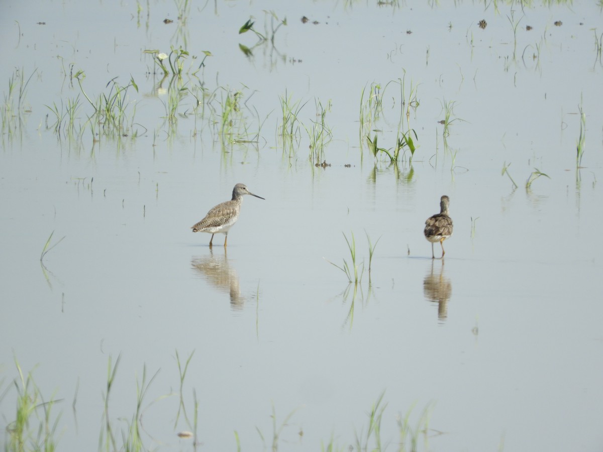 Greater Yellowlegs - Silvia Enggist