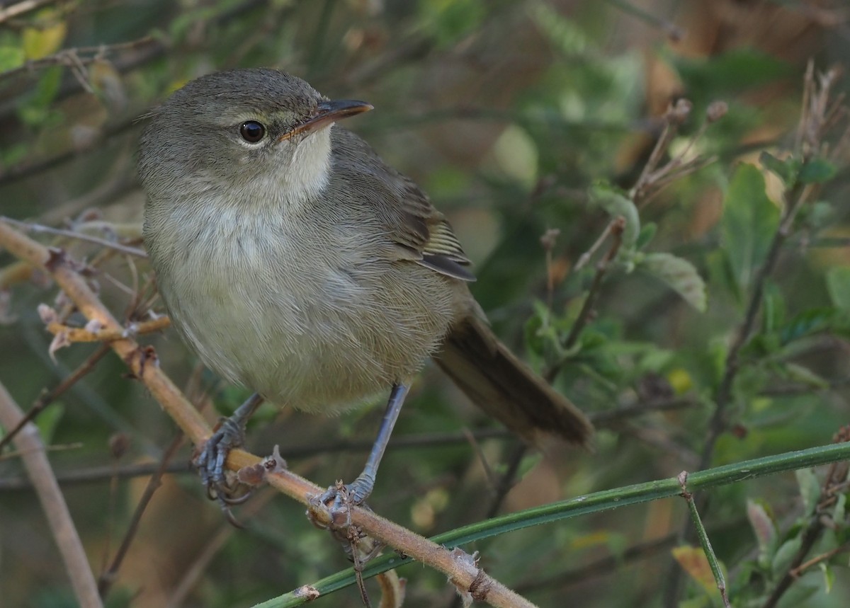 Malagasy Brush-Warbler (Malagasy) - ML495629241