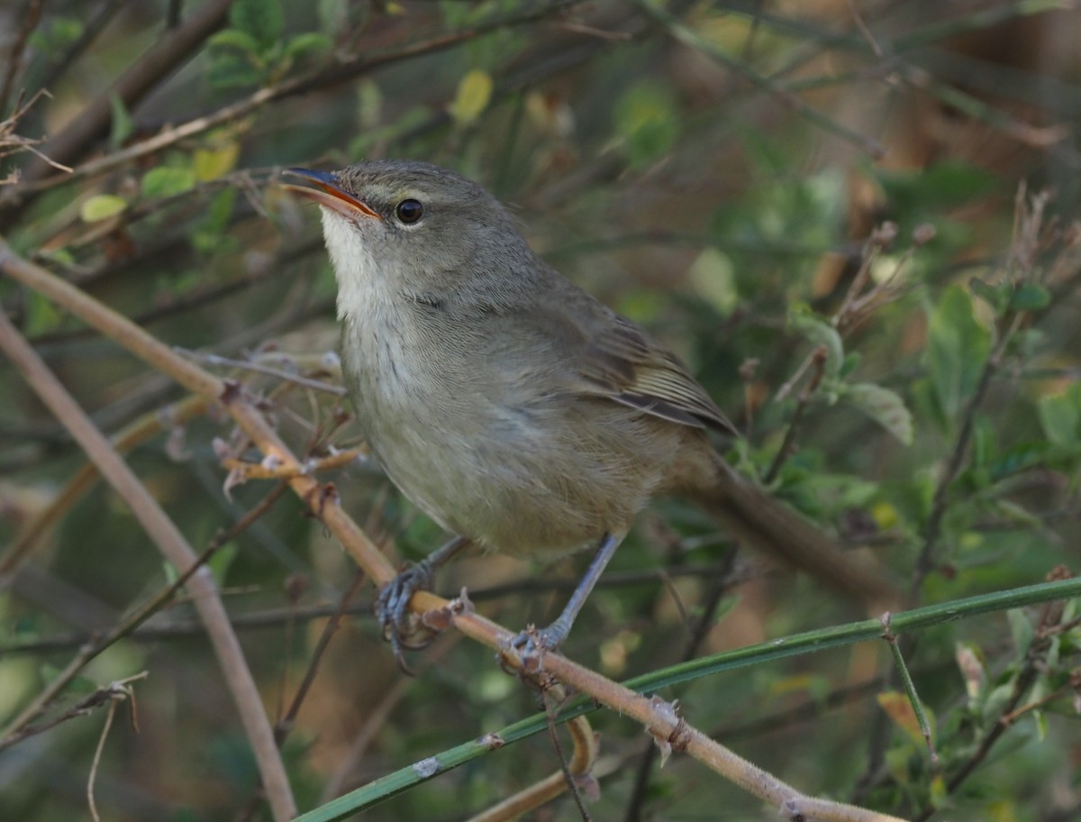 Malagasy Brush-Warbler (Malagasy) - ML495629461