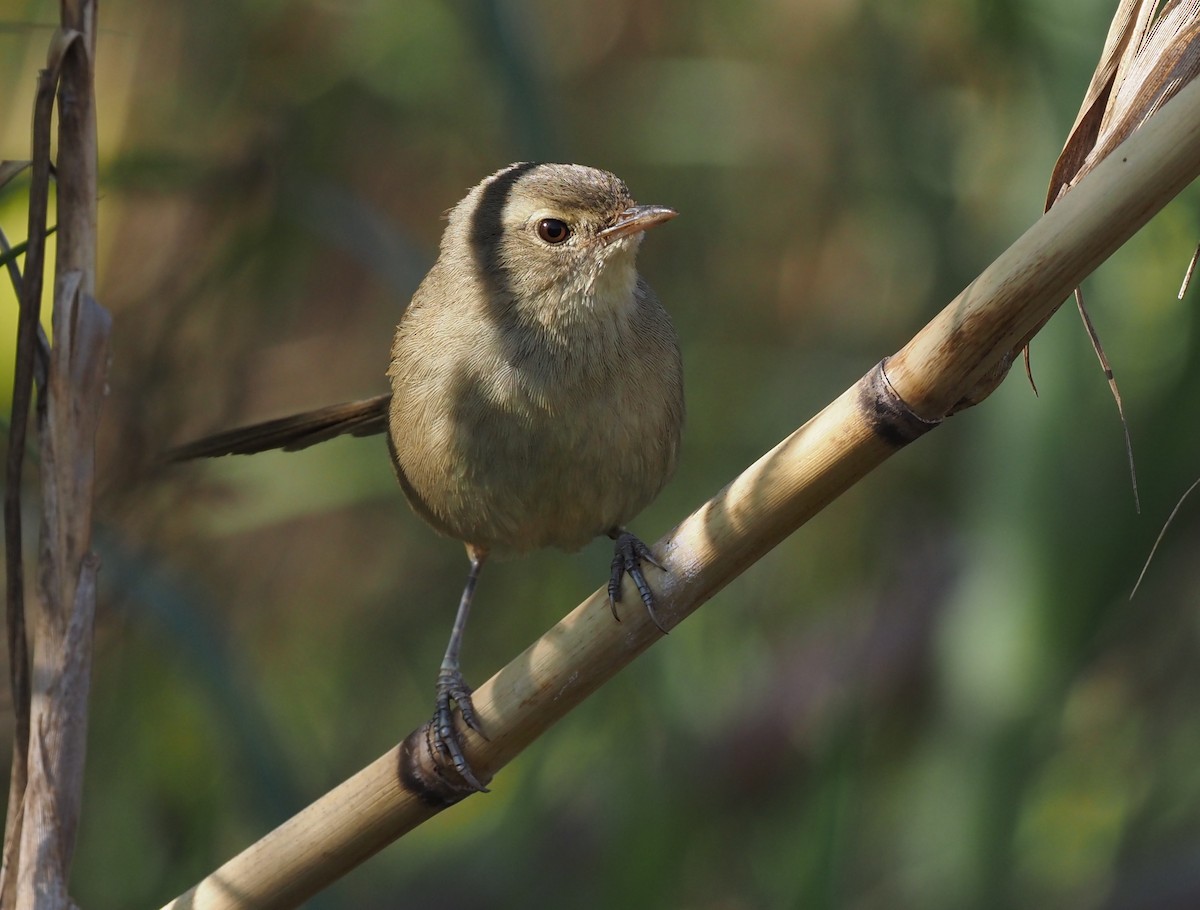 Malagasy Brush-Warbler (Malagasy) - ML495629531