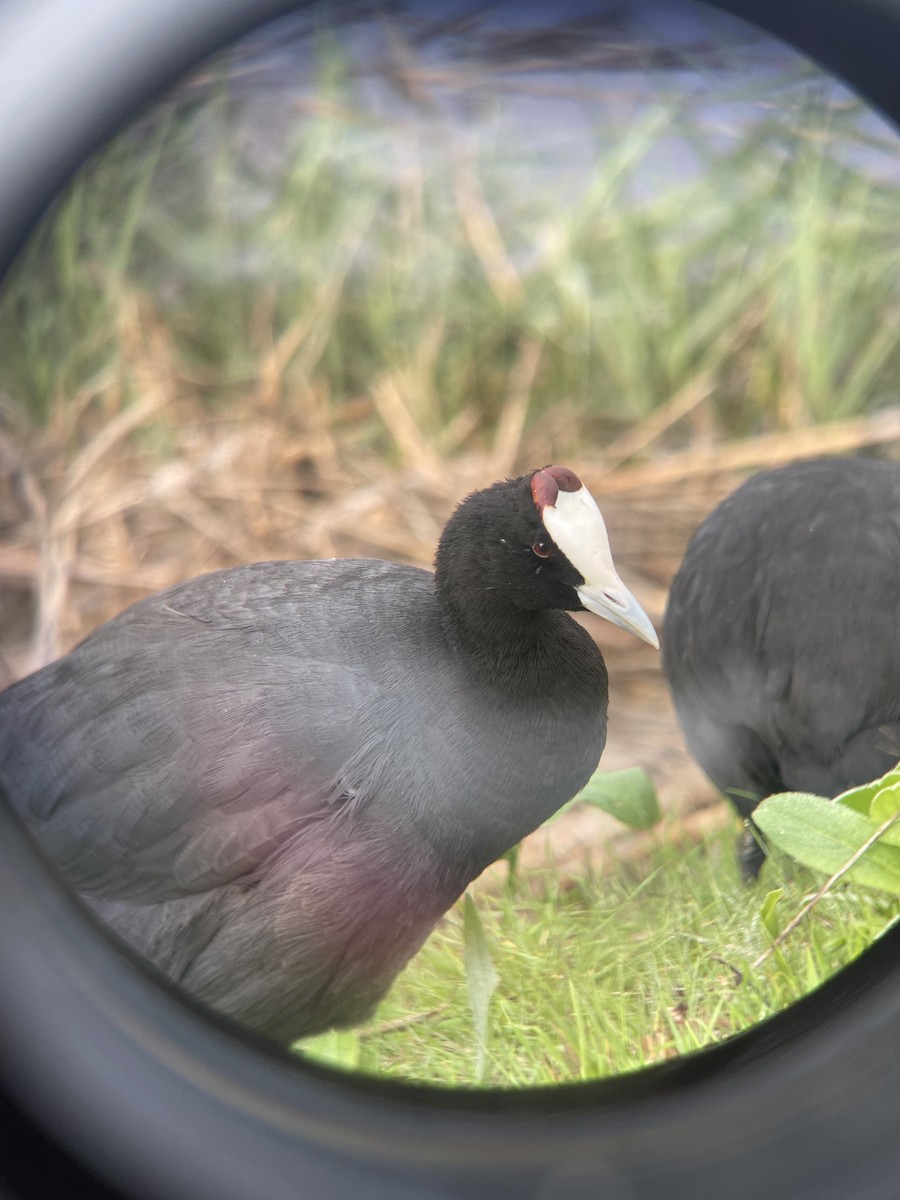 Red-knobbed Coot - ML495631191