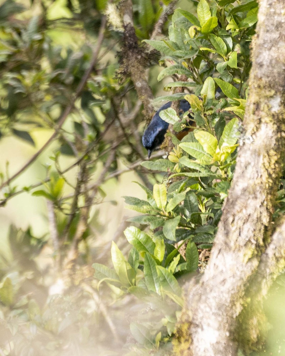 アオボウシフウキンチョウ - ML495631431