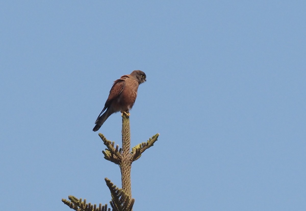 Malagasy Kestrel - ML495632431