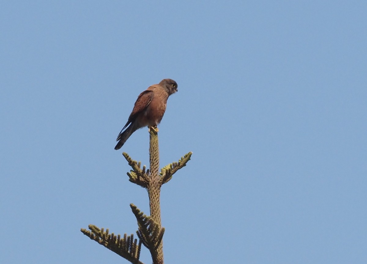 Malagasy Kestrel - ML495632451