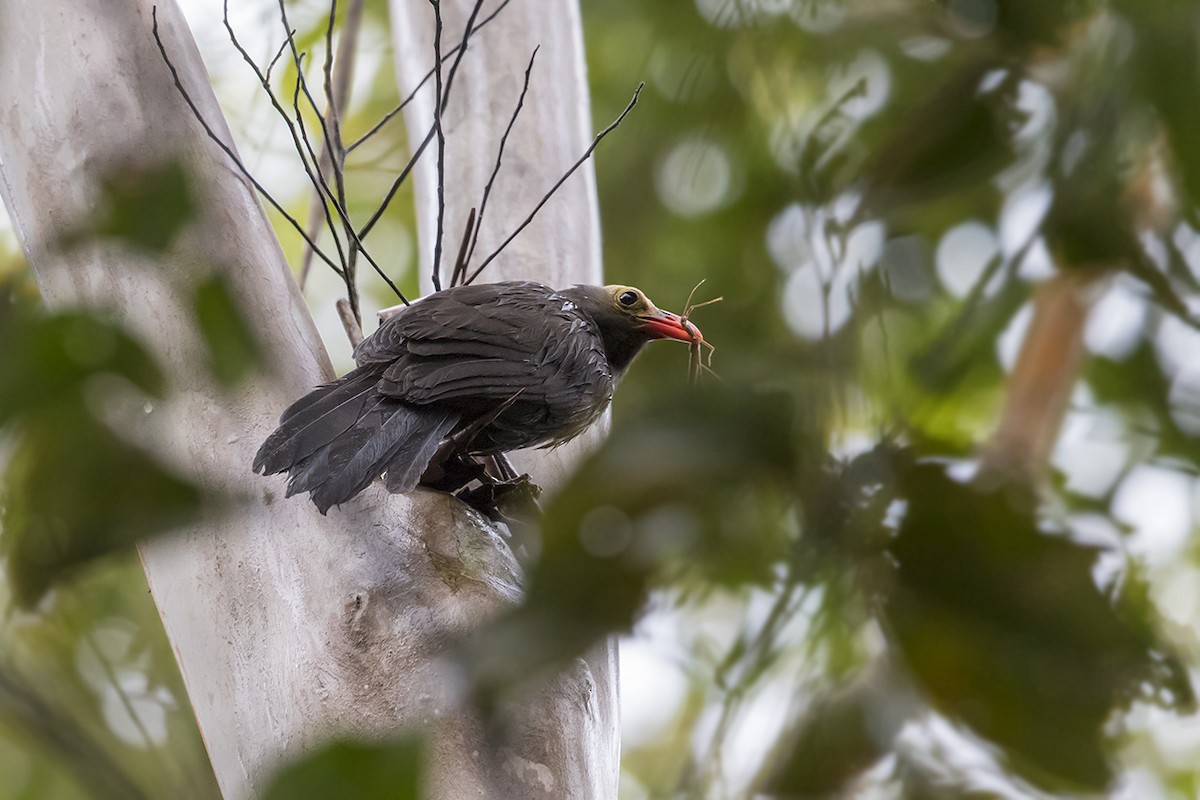 Bare-headed Laughingthrush - Matthew Kwan