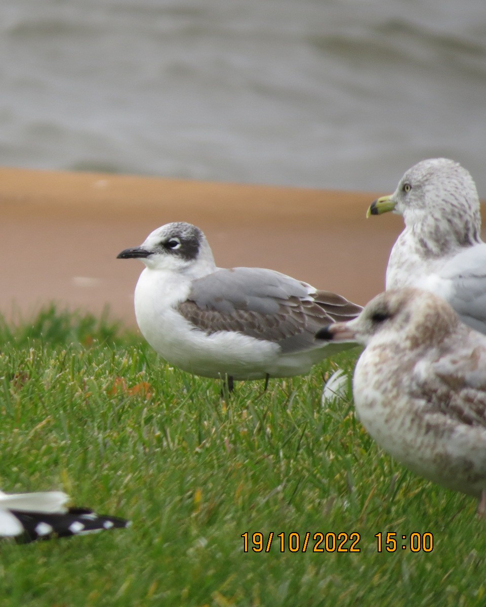 Franklin's Gull - Gary Bletsch