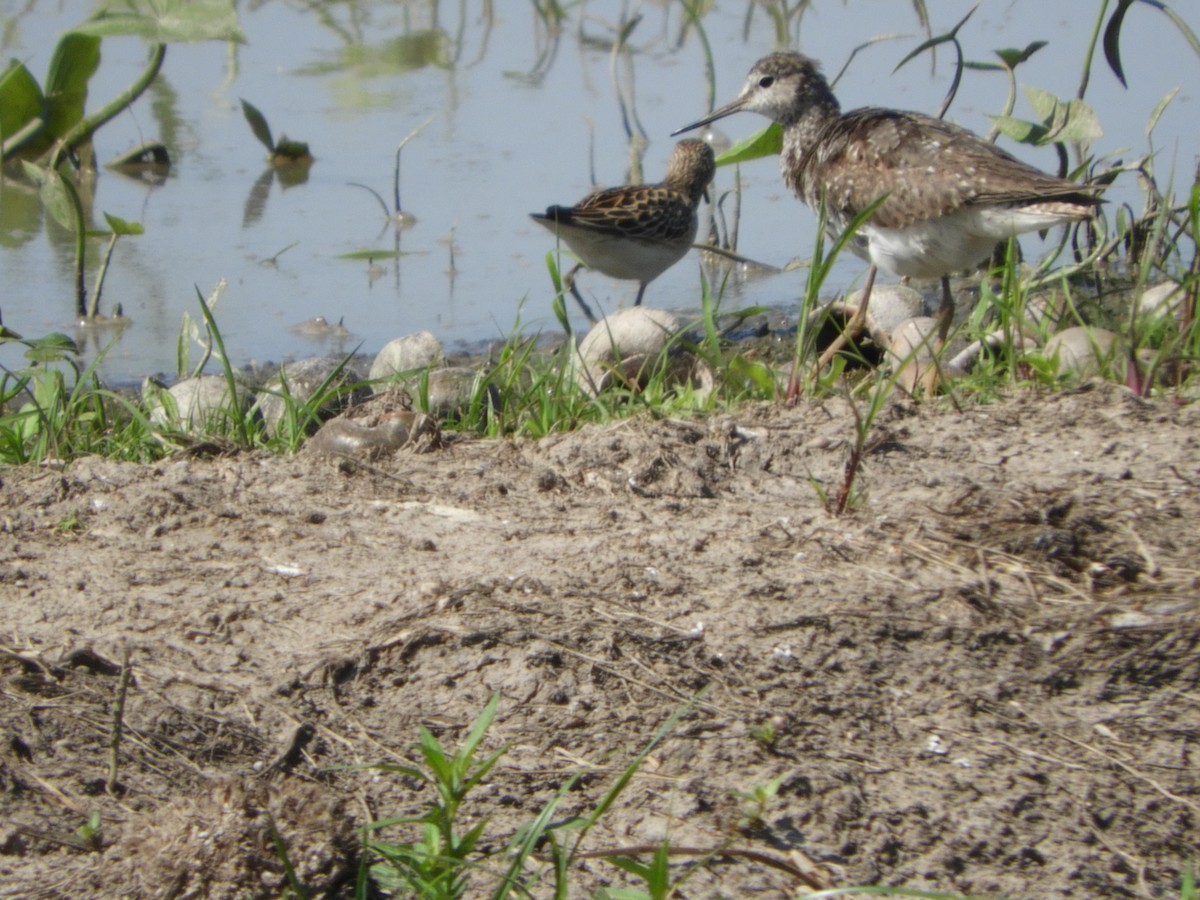 Greater Yellowlegs - Silvia Enggist